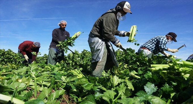 Commentary: If farmworkers are ‘essential,’ why are they treated so badly?
