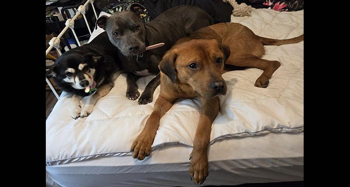 Helping our Furry Friends: AARF’s 9th annual Party 4 Paws kicks off this Saturday